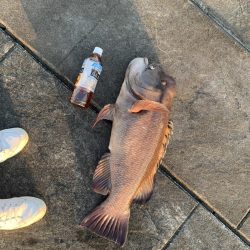 タンコブゲーム