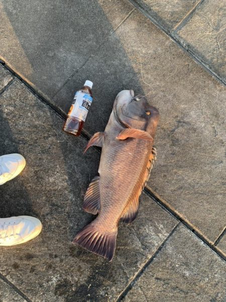 タンコブゲーム