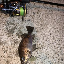 メバルプラッキング③