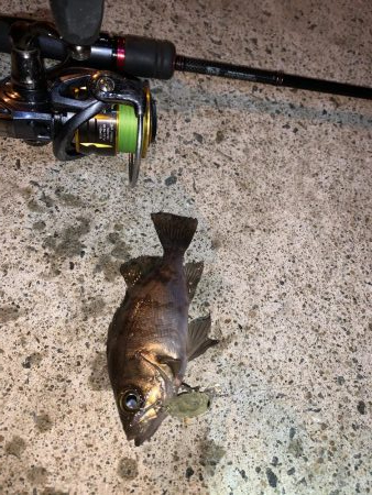 メバルプラッキング③