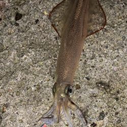 ヤリイカ エギング