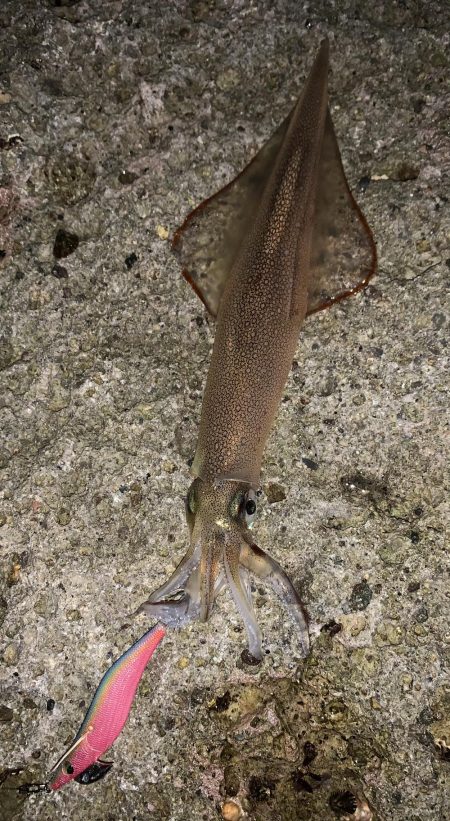 ヤリイカ エギング