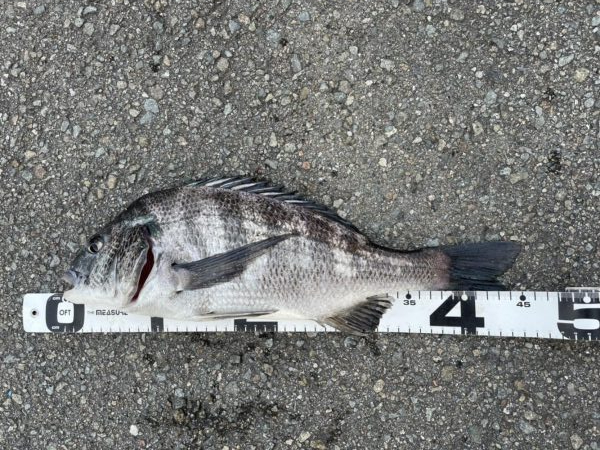 イチノ兄弟、釣果！