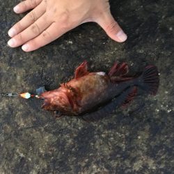 根魚の最大記録更新！