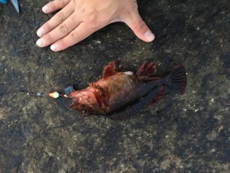 根魚の最大記録更新！