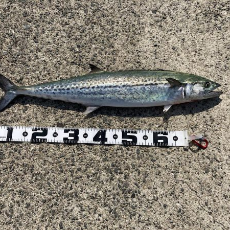 シャアジギング