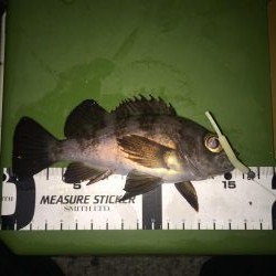 メバリング開幕