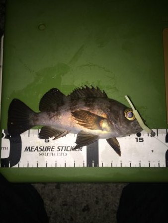 メバリング開幕