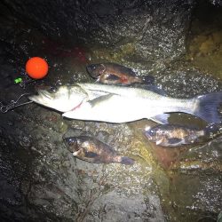 ゴロタでシーバス、メバリング