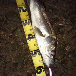 淀川シーバスを求めて