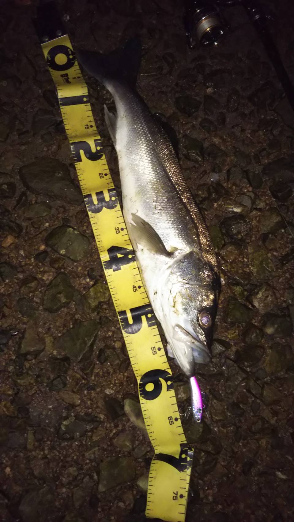 淀川シーバスを求めて 大阪府 淀川河口 シーバス スズキ セイゴ 陸っぱり 釣り 魚釣り 釣果情報サイト カンパリ