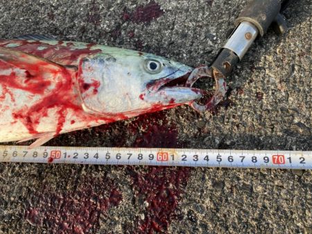 ポッパー封印も格安ジグで青物連発！