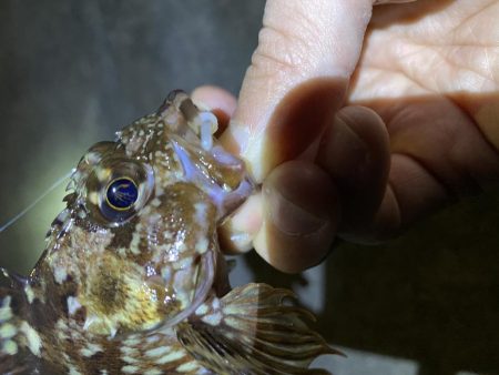 暖かかったので