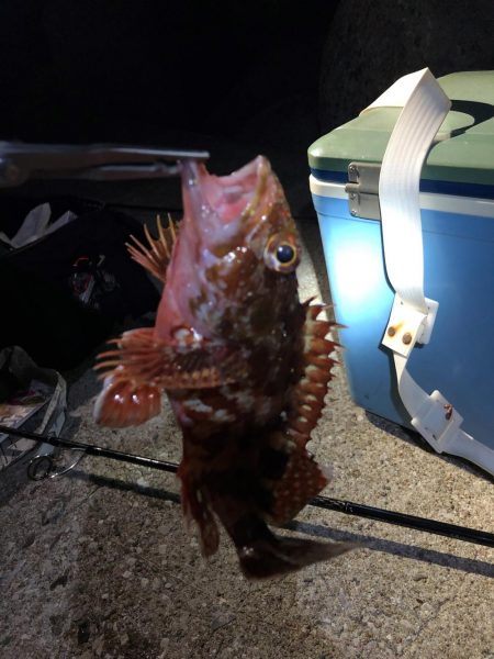 たけのアラカブ