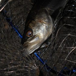 狙いはディープエリア。