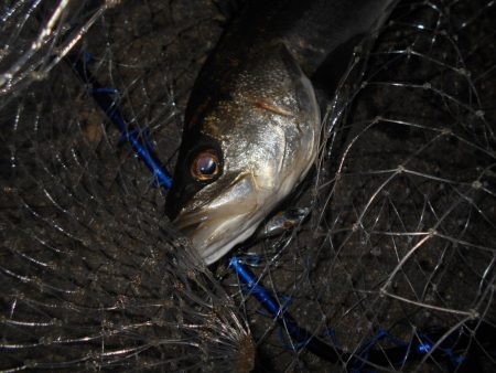 狙いはディープエリア。