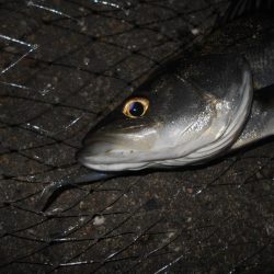 流れが緩くなった時が時合い？。