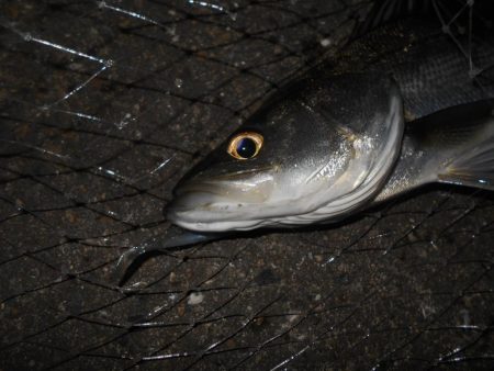 流れが緩くなった時が時合い？。