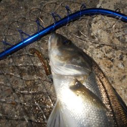 VJ-22ヘッド＋CA-02 アルカリシャッドの組み合わせでヒット。