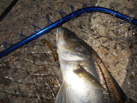 VJ-22ヘッド＋CA-02 アルカリシャ…