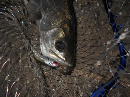 ベイトはイワシ。