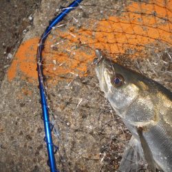 超ショートバイト…。