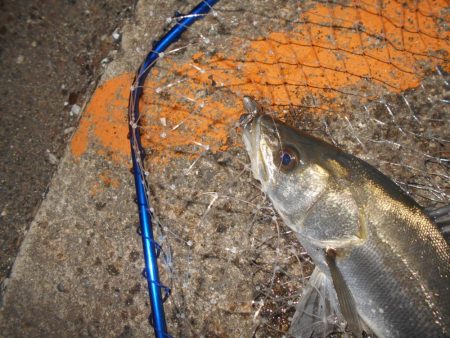 超ショートバイト…。