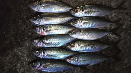 良型アジ！爆釣