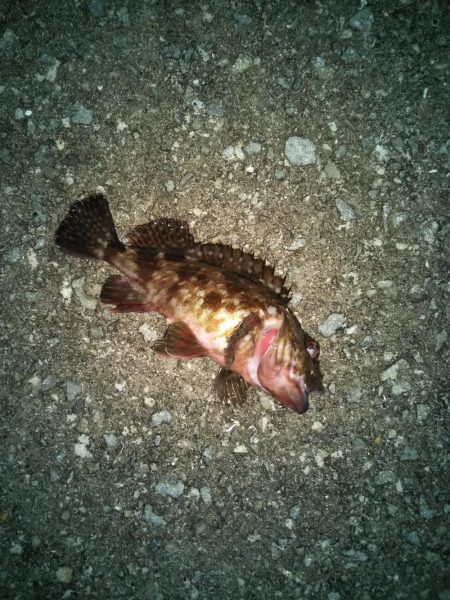 今宵もガシリング