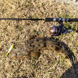 フラットフィッシュゲームNo.8