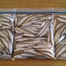 1年ぶりのワカサギ