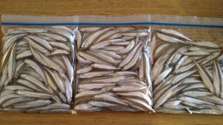 1年ぶりのワカサギ