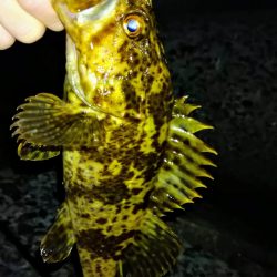 冬の根魚調査１３