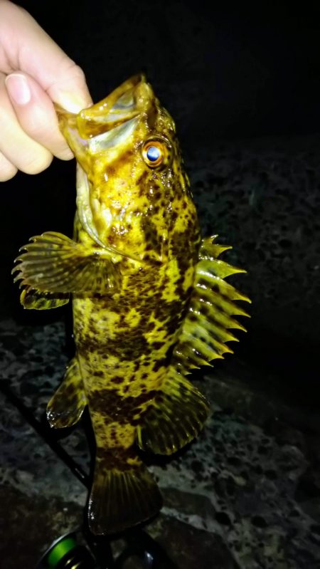 冬の根魚調査１３