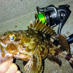 冬の根魚調査14