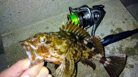 冬の根魚調査14