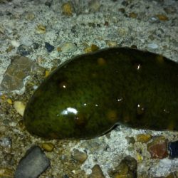 冬の根魚調査15