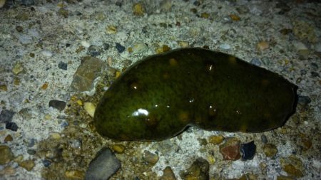 冬の根魚調査15