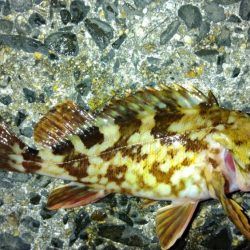 冬の根魚調査１６