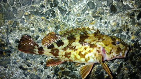 冬の根魚調査１６