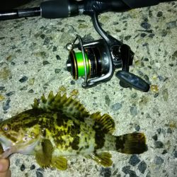 冬の根魚調査17