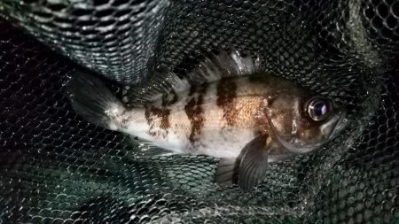 いい感じの流れ