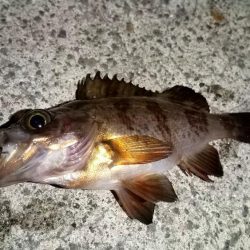 ボトムワインド