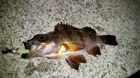 ボトムワインド