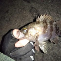 久しぶりのメバリング