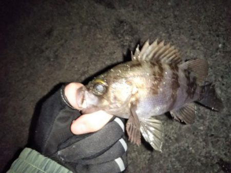 久しぶりのメバリング