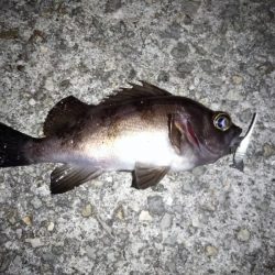 強風メバリング