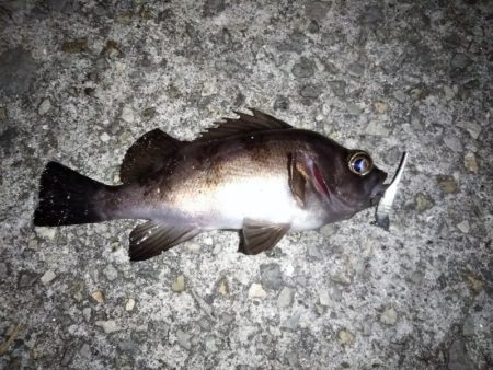 強風メバリング