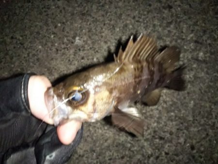 トゥィッチに好反応