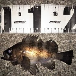 フロートリグのメバリング